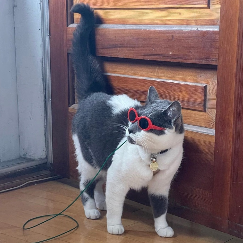 Cat glasses